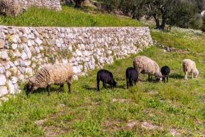 Sheep around the cottage